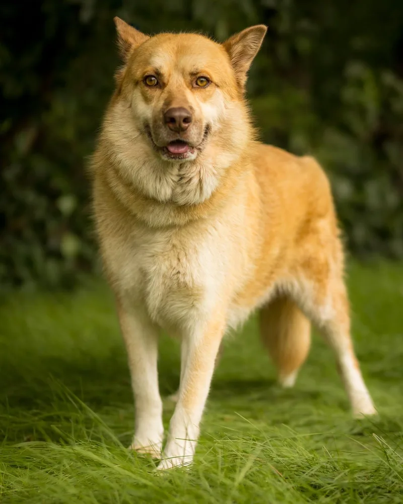 An adult large-sized male Apricot / Beige Husky dog named Jasper for adoption in Bridgeport, CT