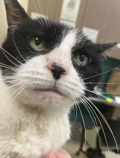 A baby small-sized female Domestic Short Hair cat named Lil for adoption in Fishers, IN