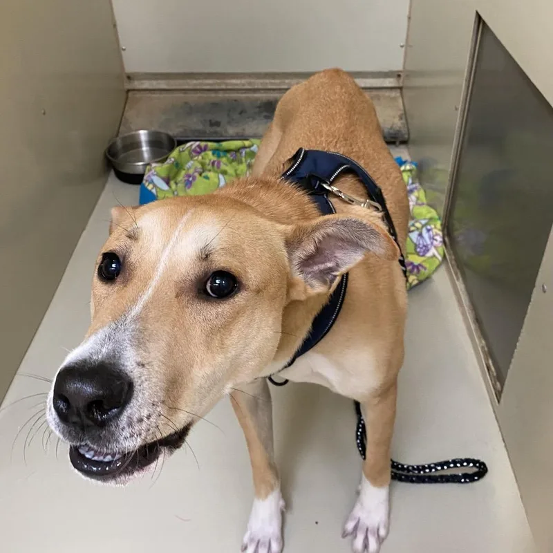 An adult large-sized male Yellow / Tan / Blond / Fawn Shepherd dog named Wagsstray for adoption in Westminster, CA