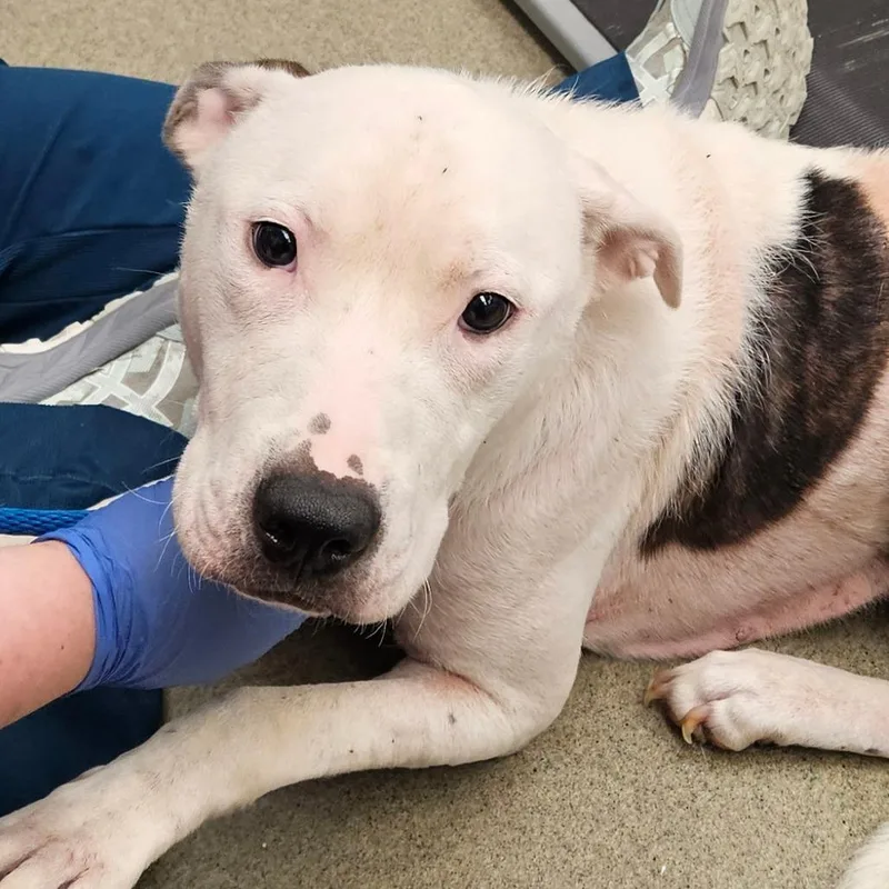 A young medium-sized male Gray / Blue / Silver Pit Bull Terrier dog named Pepperoni for adoption in Birdsboro, PA