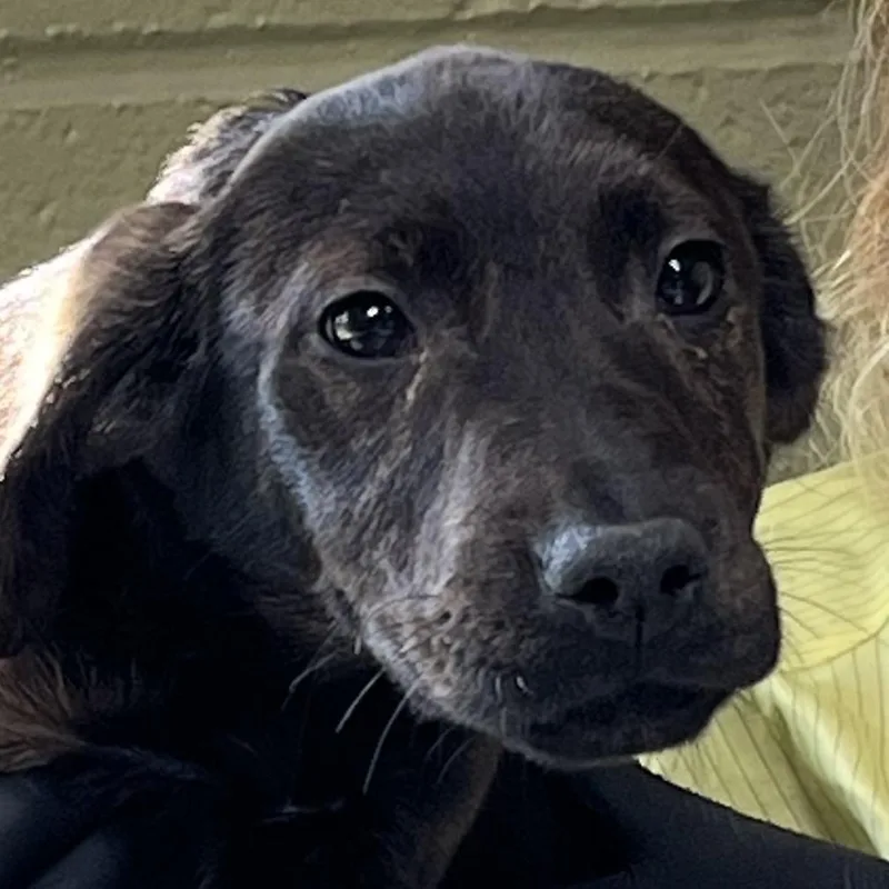 A baby small-sized male Brown / Chocolate Retriever dog named Twix for adoption in Baltimore, MD