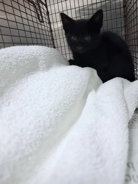 A baby small-sized male Domestic Short Hair cat named Dipsy for adoption in Van Nuys, CA