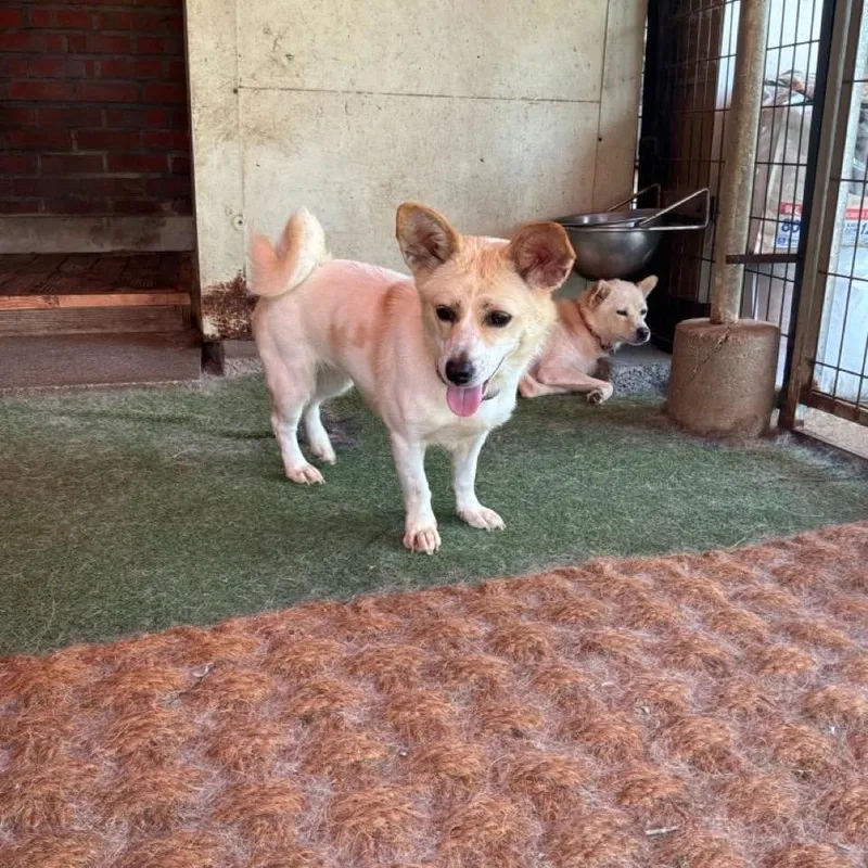 An adult small-sized female Jindo dog named Rudy for adoption in Northbrook, IL