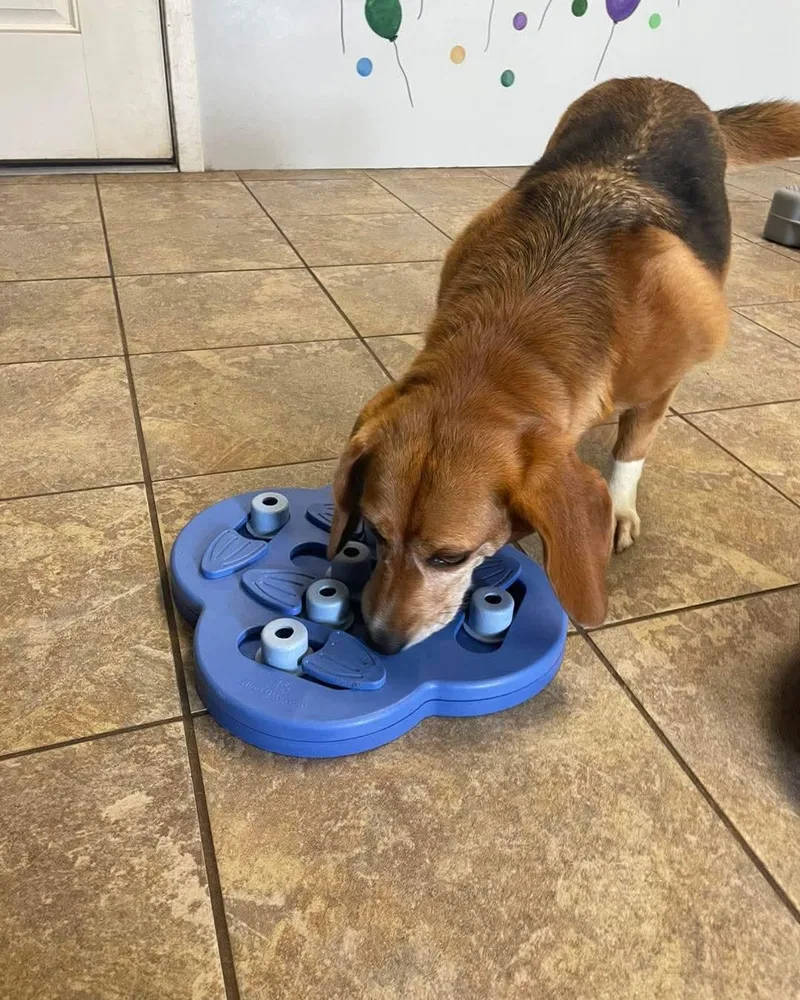 A young small-sized female Tricolor (Brown, Black, & White) Beagle dog named Dharma for adoption in Atco, NJ
