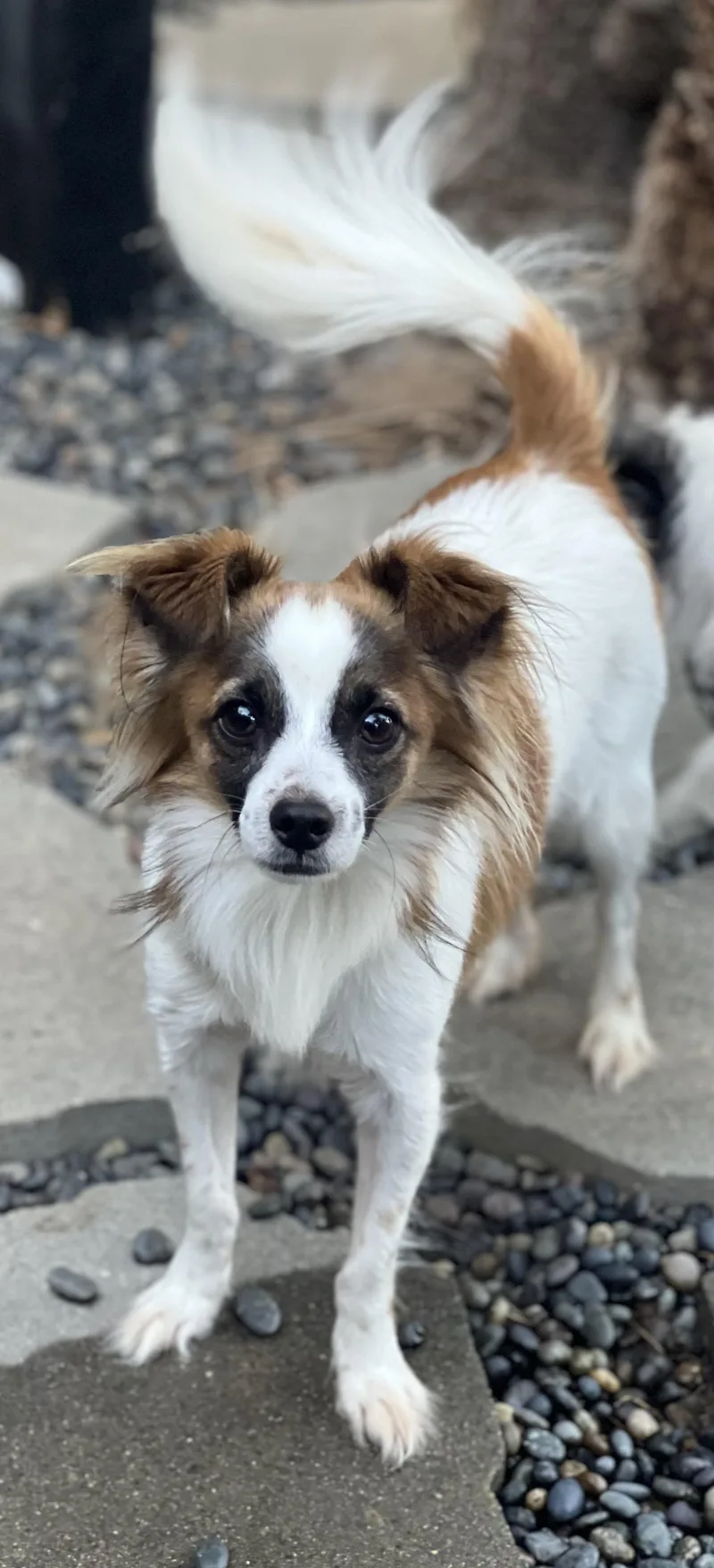 A young small-sized male White / Cream Collie dog named Rolfie for adoption in Encino, CA