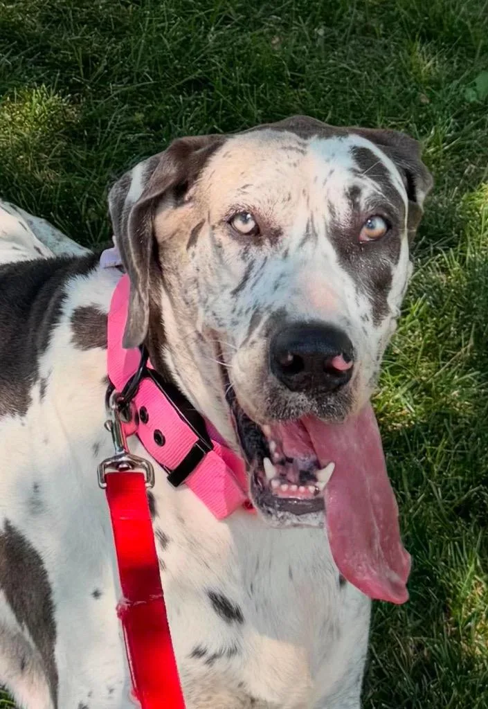 An adult extra large-sized female Harlequin Great Dane dog named Grizelda for adoption in Bullard, TX