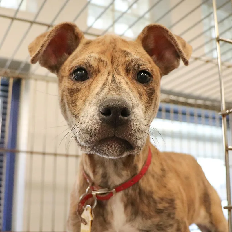 A baby medium-sized female Mixed Breed dog named Mildred for adoption in Port Washington, NY