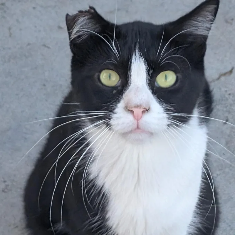 An adult small-sized male Black Domestic Short Hair cat named Billy Boy for adoption in Long Beach, CA