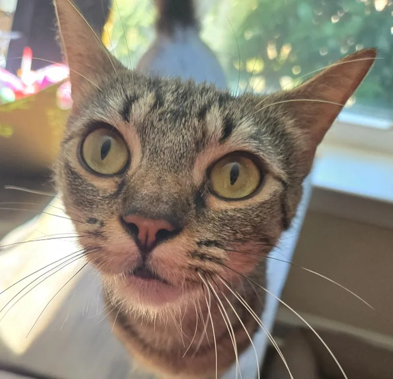 An adult medium-sized female Domestic Short Hair cat named Chocolat for adoption in Evans, GA