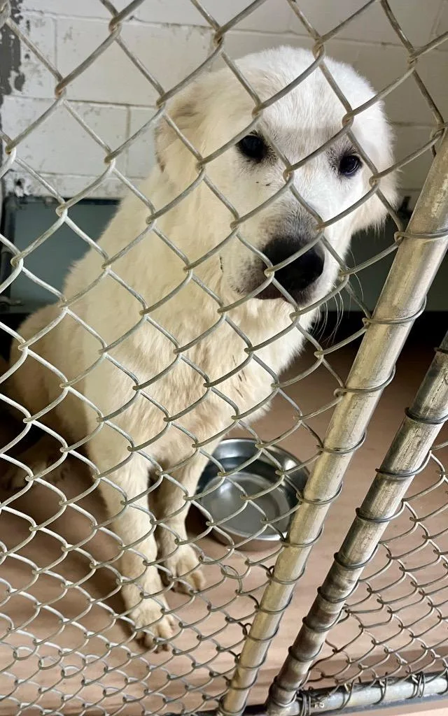 A young large-sized female Great Pyrenees dog named Dolly for adoption in Nacogdoches, TX