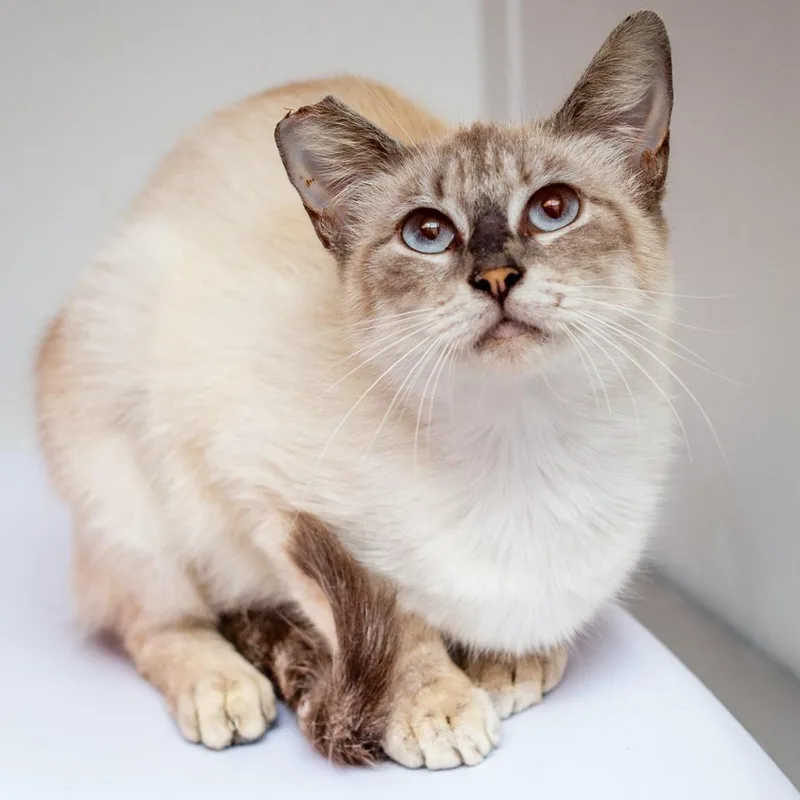 A young medium-sized female Gray / Blue / Silver Domestic Short Hair cat named Dorsi for adoption in Hattiesburg, MS