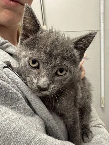 A baby small-sized female Domestic Short Hair cat named Breezy for adoption in Sevierville, TN