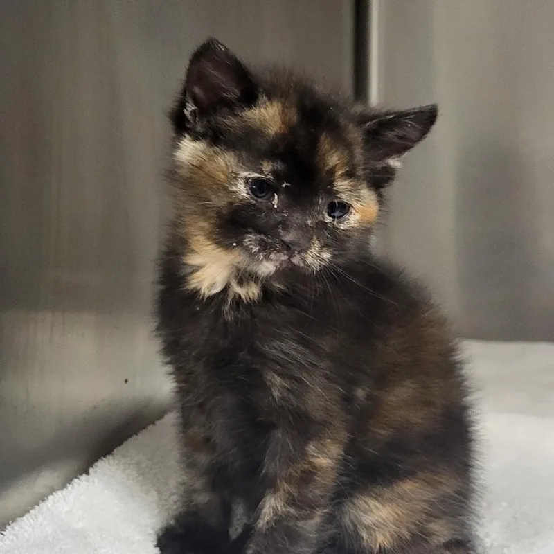A baby small-sized female Tortoiseshell Domestic Short Hair cat named Piper for adoption in Los Angeles, CA