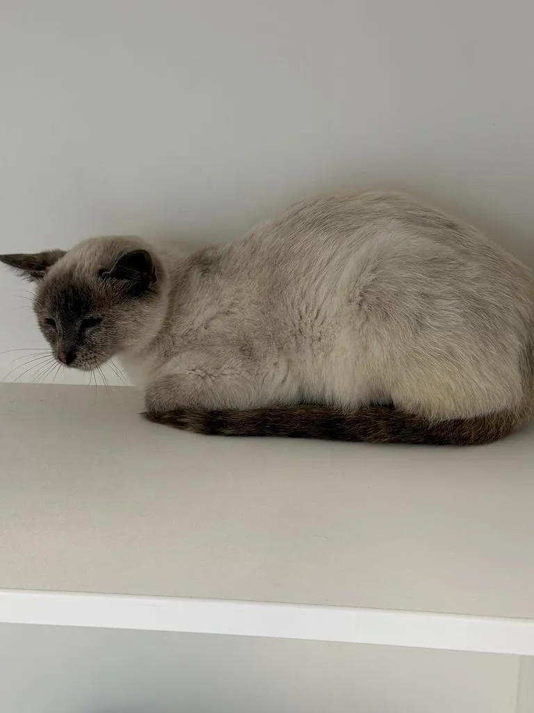 A baby large-sized female Domestic Short Hair cat named Monet for adoption in Greenfield, IN