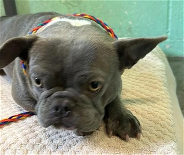 A young medium-sized female French Bulldog dog named Baguette for adoption in Sacramento, CA