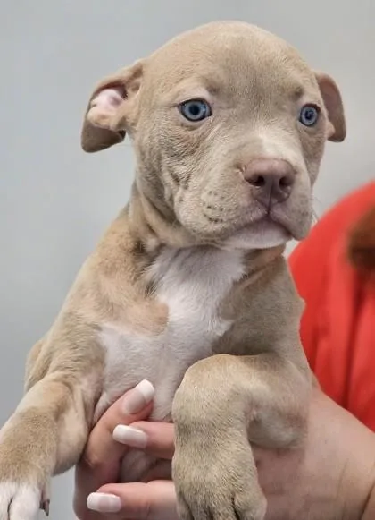 A baby small-sized female Mixed Breed dog named Penelope for adoption in West Chester, PA