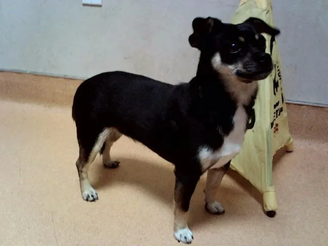 An adult small-sized female Terrier dog named Winifred for adoption in Martinez, CA