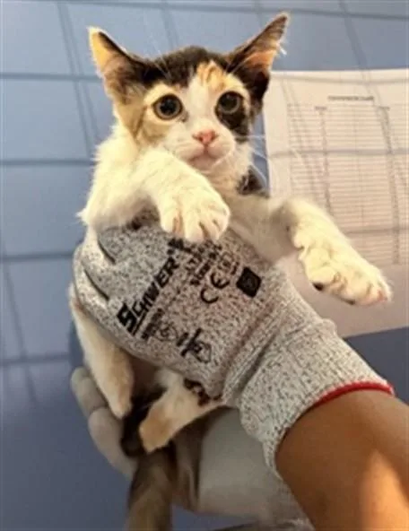 A baby small-sized female Domestic Short Hair cat named Hailey for adoption in San Bernardino, CA