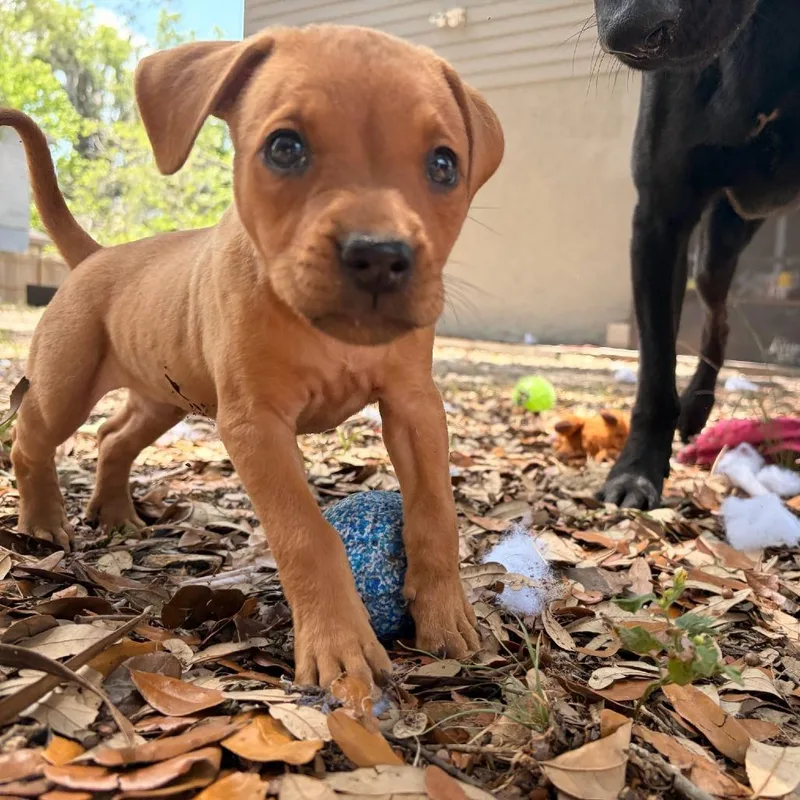 A baby medium-sized female Brown / Chocolate Hound dog named Ophelia for adoption in Melrose, FL