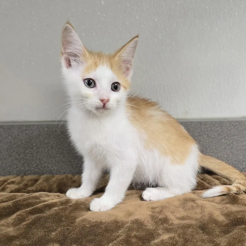 A baby medium-sized female Orange & White Domestic Short Hair cat named Sally for adoption in Mount Carmel, IL
