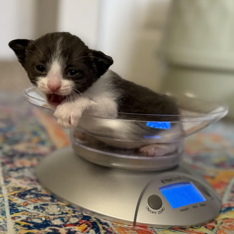 A baby medium-sized female Black & White / Tuxedo Domestic Short Hair cat named Velma for adoption in Denver, CO