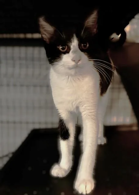 A baby small-sized male Domestic Short Hair cat named Domino for adoption in Sacramento, CA