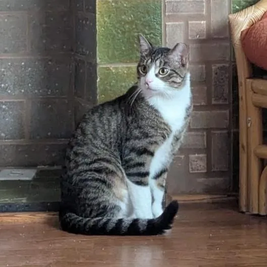 A young medium-sized male Tabby (Gray / Blue / Silver) Domestic Short Hair cat named Zury for adoption in Chicago, IL