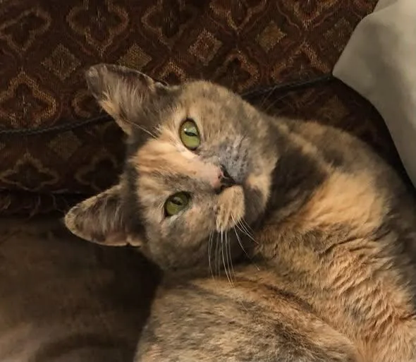 A young medium-sized female American Shorthair cat named Deja Vu for adoption in McArthur, CA