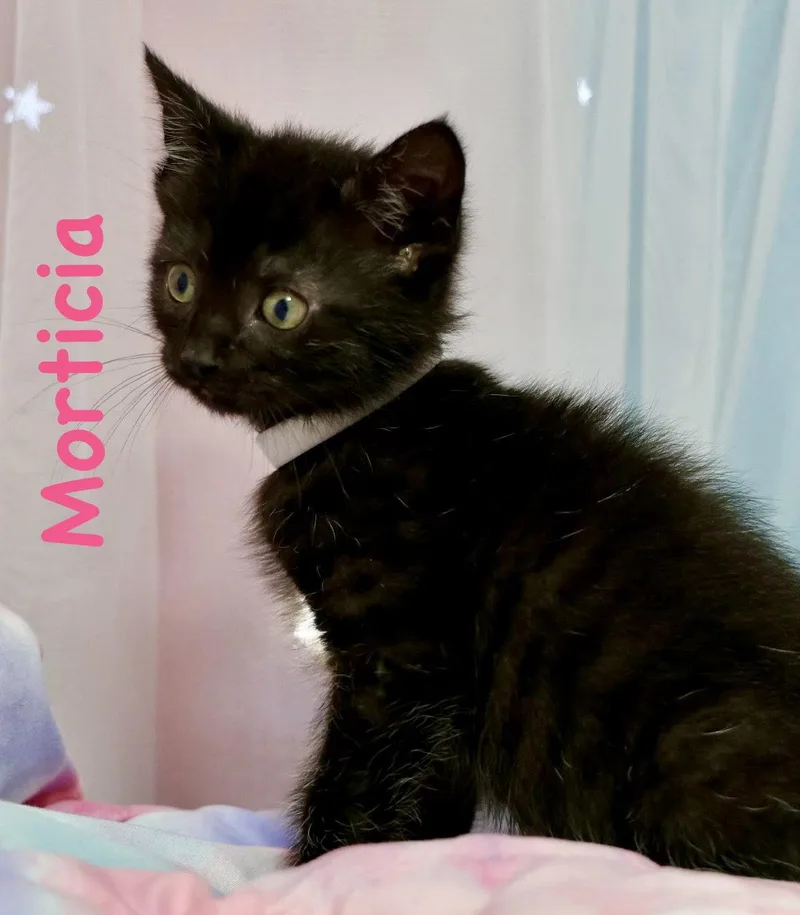 A baby medium-sized female Black Domestic Short Hair cat named Morticia for adoption in Reston, VA