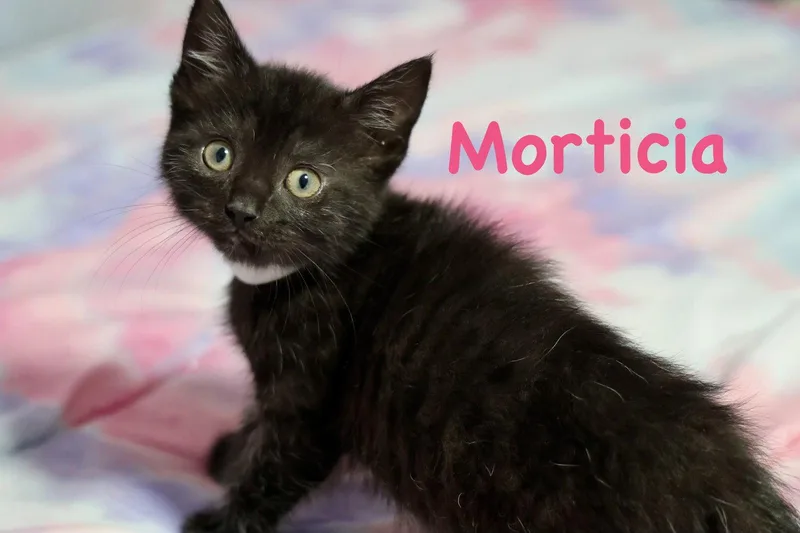Morticia thumbnail 2