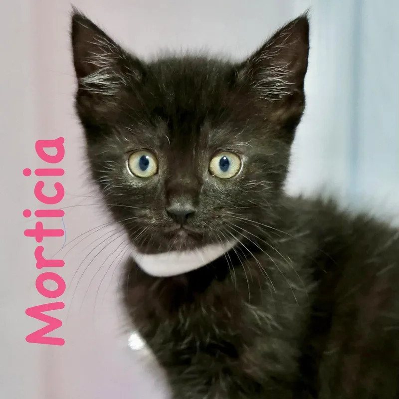 Morticia thumbnail 3