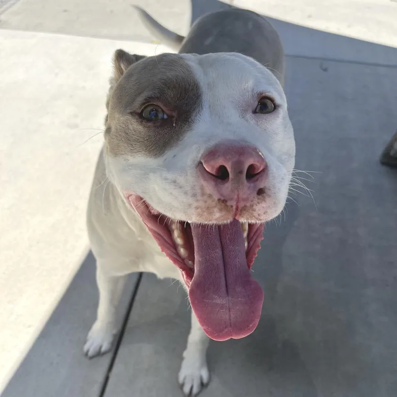 An adult medium-sized female Yellow / Tan / Blond / Fawn Pit Bull Terrier dog named Marcy for adoption in Hawthorne, CA