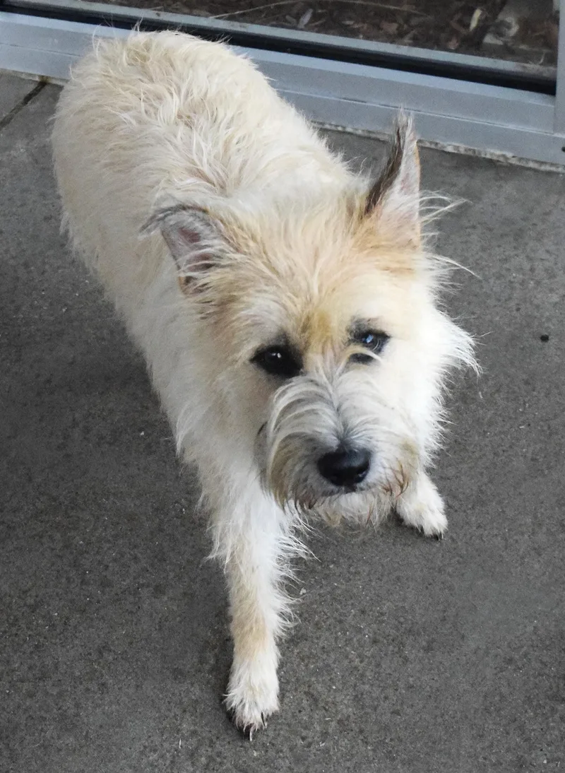 An adult medium-sized male Yellow / Tan / Blond / Fawn Terrier dog named 22237 for adoption in Broken Arrow, OK