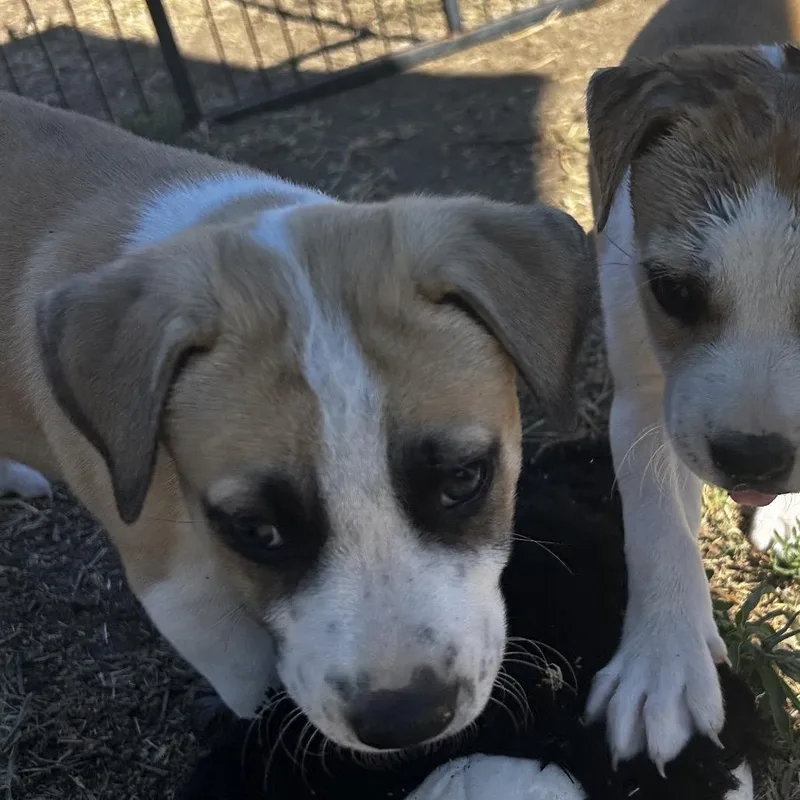 A baby medium-sized male White / Cream Wheaten Terrier dog named Wrangler for adoption in Escondido, CA