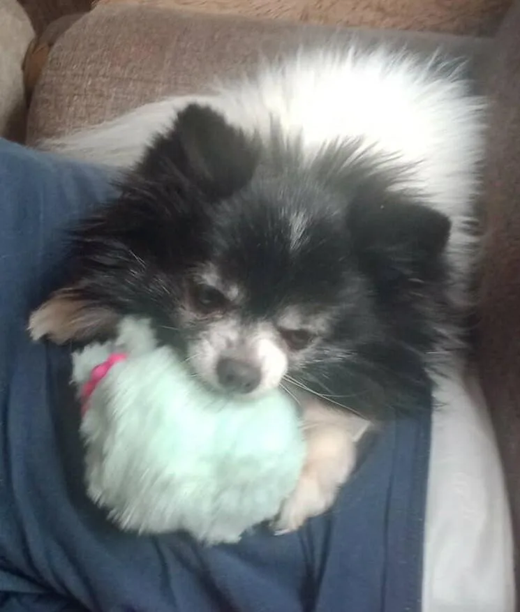 Little Bear thumbnail 3