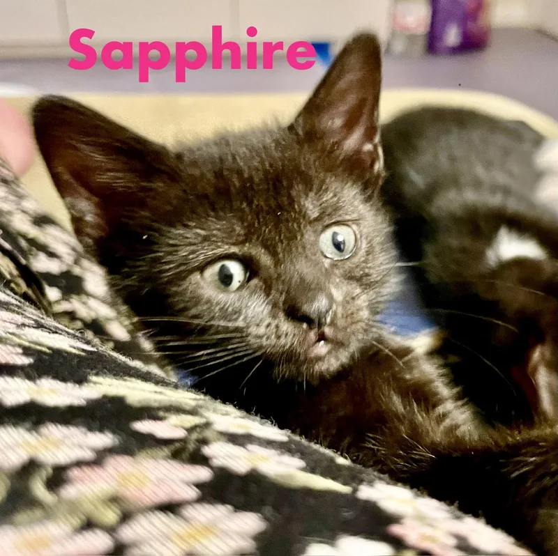 A baby medium-sized female Black Domestic Short Hair cat named Sapphire for adoption in Reston, VA