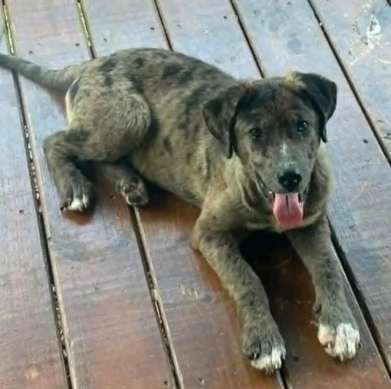 A baby medium-sized female Merle (Blue) Catahoula Leopard Dog dog named Amelia for adoption in Peoria, IL