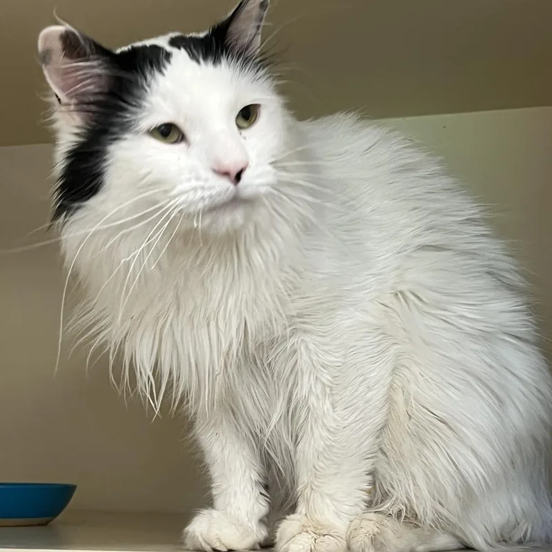 An adult large-sized male White Domestic Long Hair cat named Skeeter for adoption in South Elgin, IL
