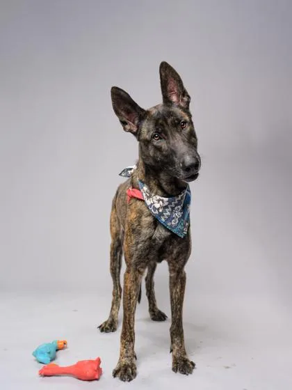 Kingsman thumbnail 2