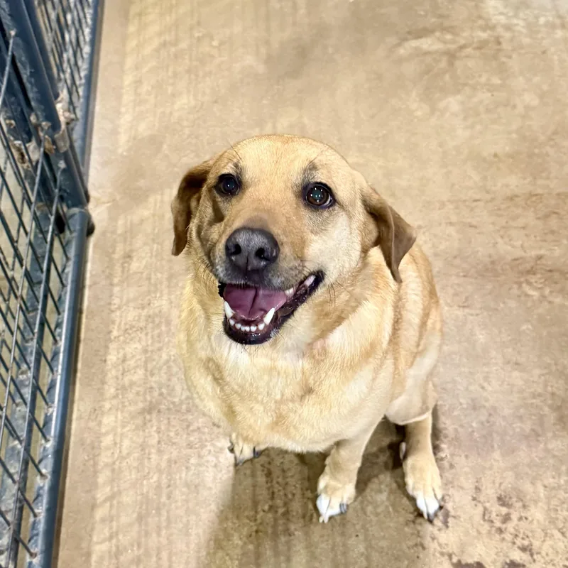 An adult medium-sized female Mixed Breed dog named Cinnamon for adoption in Gallatin, TN