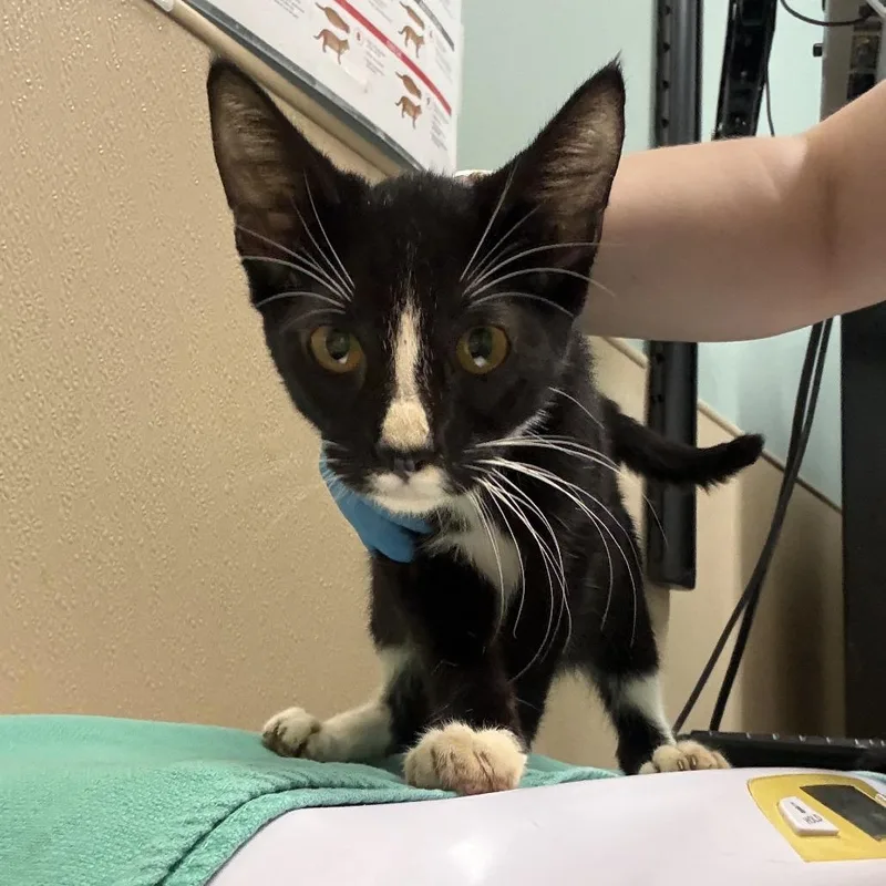 A baby small-sized male Black Domestic Short Hair cat named Sweets for adoption in Tacoma, WA