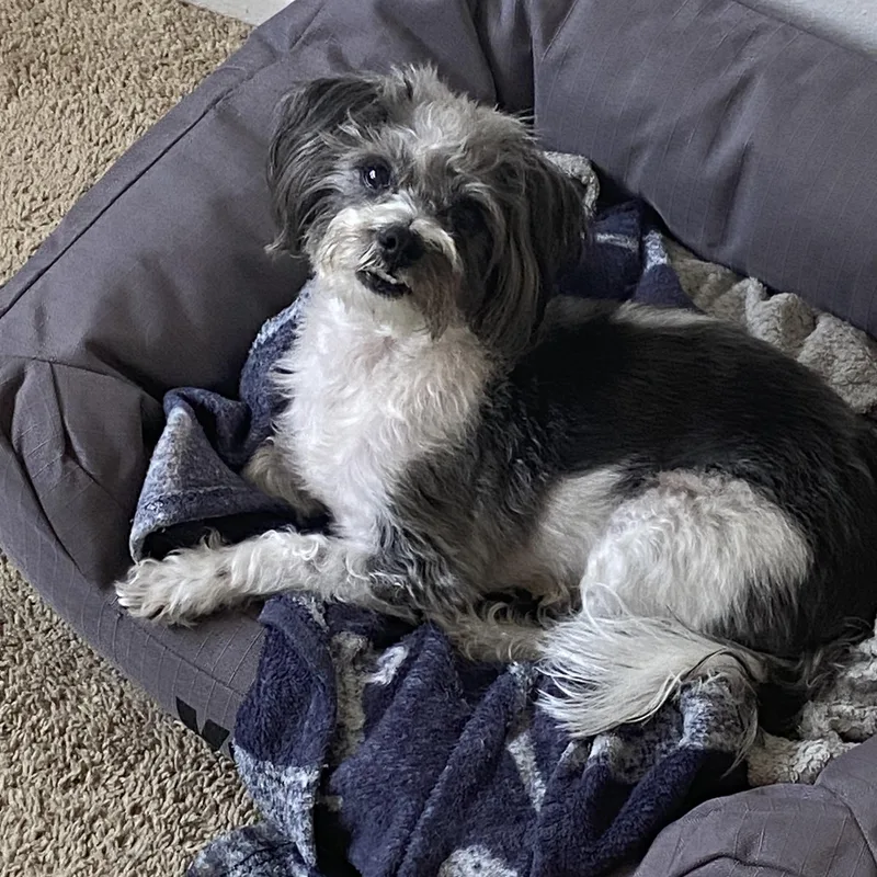 A senior small-sized male Shih Tzu dog named Toby for adoption in Torrance, CA