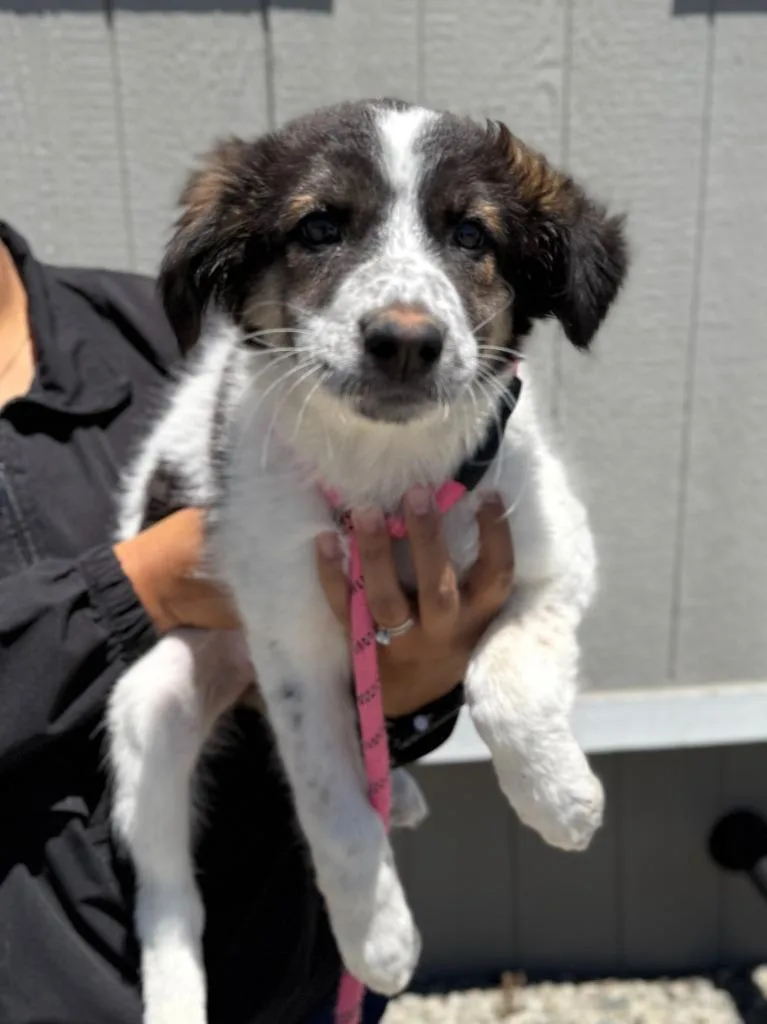 A baby medium-sized female Australian Shepherd dog named Liberty for adoption in Vacaville, CA