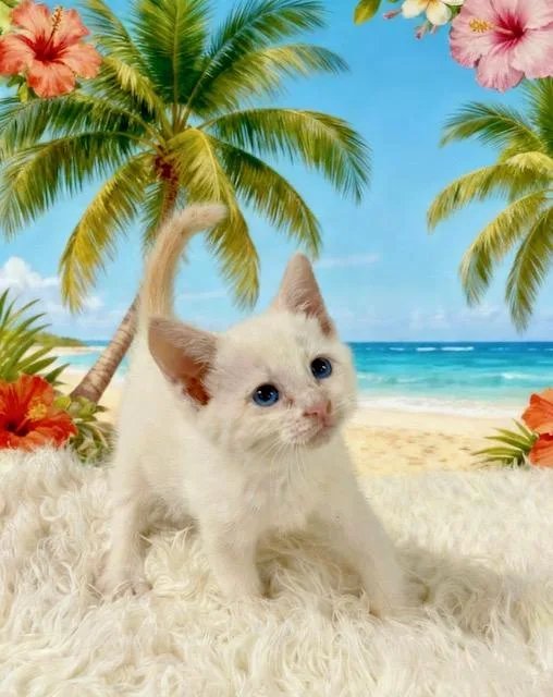 A baby small-sized male Flame Point Siamese cat named Krispy Kreme for adoption in Tehachapi, CA