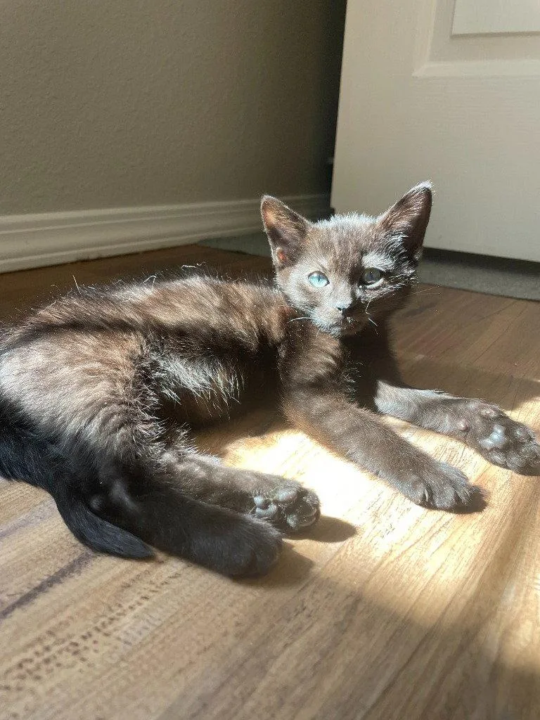 A baby medium-sized male Black Domestic Short Hair cat named Charlie for adoption in St. Helens, OR