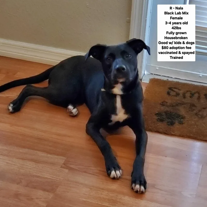 An adult medium-sized female Black Labrador Retriever dog named R Nala for adoption in Oviedo, FL