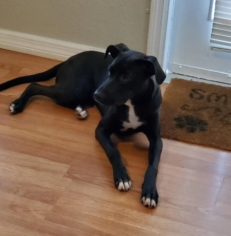 R  Nala thumbnail 2