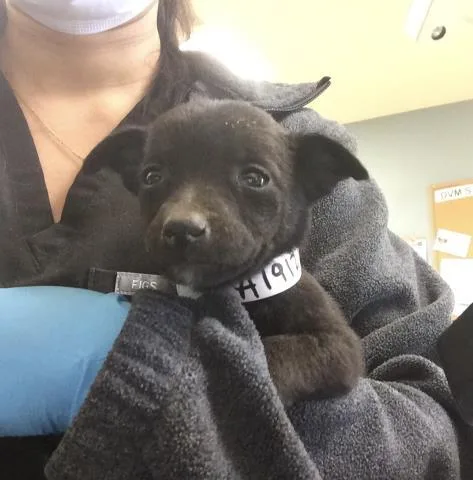 A young small-sized female Belgian Shepherd / Malinois dog named Mandy for adoption in Riverside, CA