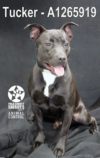 A young medium-sized male American Bulldog dog named Tucker for adoption in Winter Haven, FL
