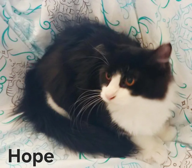 An adult medium-sized female Domestic Short Hair cat named Hope for adoption in Franklin, TN
